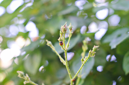 Little lady bug larvae on the branches of the bush in the park.
