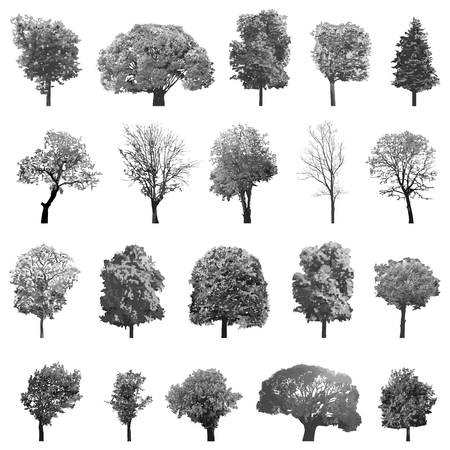 Vector collection set of the isolated treesのイラスト素材