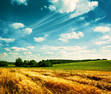 Village Wheat Field on the Background of Beautiful Clouds