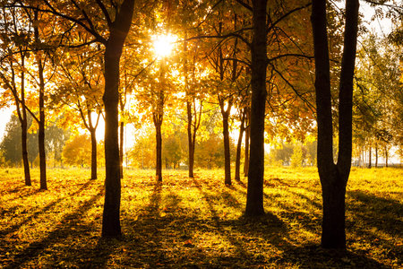 Sunset in Autumn Park  Fall Concept  Beautiful Season Background 