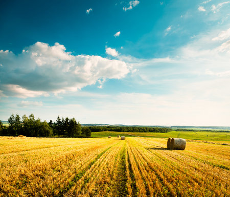 Summer Landscape with Mown Wheat Field on the Background of Beautiful Clouds  Agriculture Concept ...