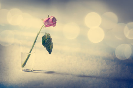 Dying Rose on the Snow Background. Solitude Concept. Toned Photo with Bokeh and Copy Space.の写真素材