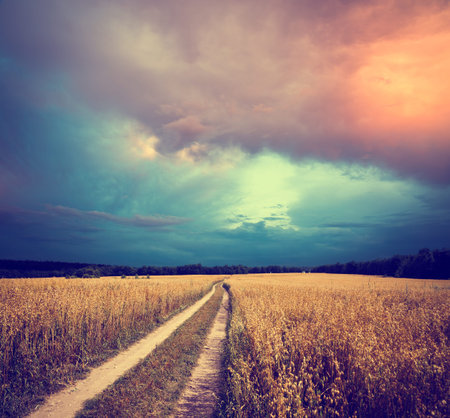 Summer Landscape with Oat Field and Country Road on the Background of Dramatic Sky. Toned and...