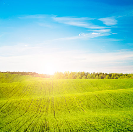 Spring Landscape. Green Field on the Background of Beautiful Sunset and Blue Sky. Toned Photo with Copy Space.の写真素材