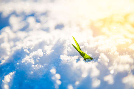 Young Sprout Grows in Snow. Winter Closeup Photo with Sunlight. Shallow Depth of Field. New Life, Hope and Nature Awakening in Spring Concept. Toned Photo with Beautiful Bokeh.の写真素材