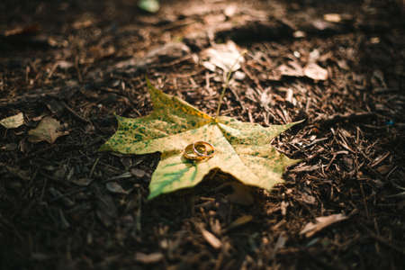 details wedding rings leaves autumn nature sunの写真素材