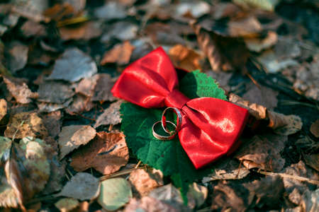 details wedding rings leaves autumn nature sunの写真素材