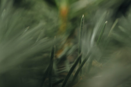 soft macro needle tree holiday, abstract, soft