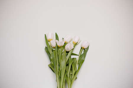 Tulips on white minimalistic backgroundの写真素材