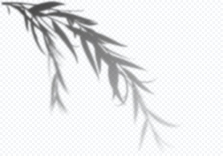 Vector Transparent Shadow of Tree Branch with Leaves. Decorative Design Element for Presentations...