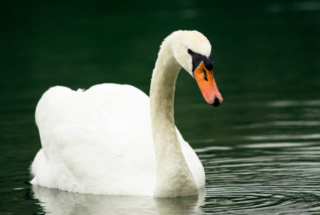 Swan is swimming on the lakeの写真素材