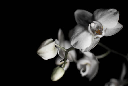 A White Orchid against a black の写真素材