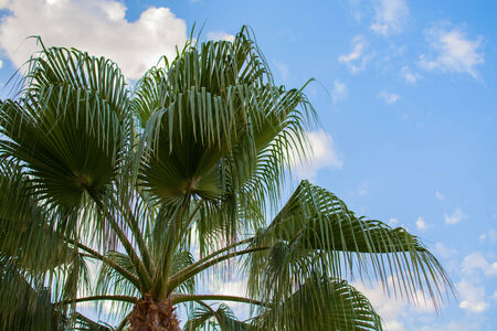 Palm Tree against a blue, summer skyの写真素材