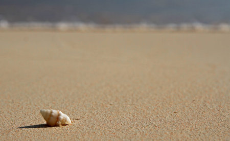 Single Spiral Shell on a Beach