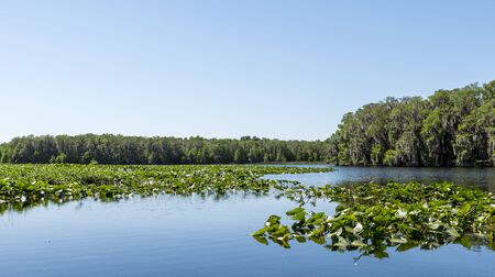 Lake, with trees on the shore and vegetation on the waters surfaceの写真素材