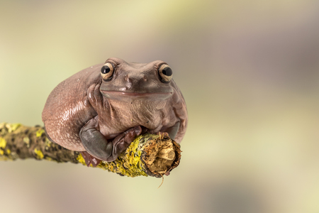 White's tree frog.  Also known as the dumpy frog and Australian green tree frog, Litoria caerulea. Sitting on a single branch. Room for copyの写真素材
