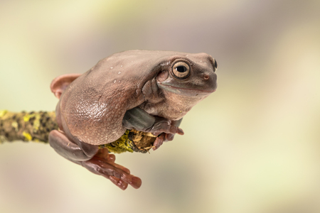 White's tree frog.  Also known as the dumpy frog and Australian green tree frog, Litoria caerulea. Sitting on a single branch. Room for copyの写真素材