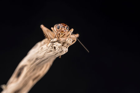 A house cricket perched on the end of a piece of wood, isolated against a black background. Room for...