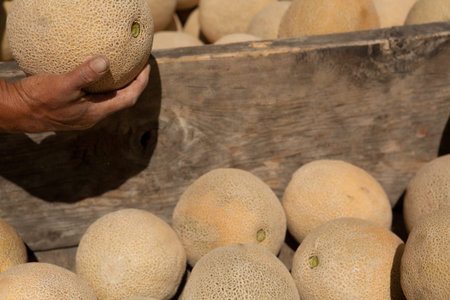 Picking Up Cantaloupe From Wooden Binの写真素材