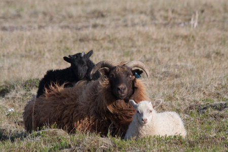 Family of Icelandic Sheep, Black Lamb, Brown Mother and White Lambの写真素材