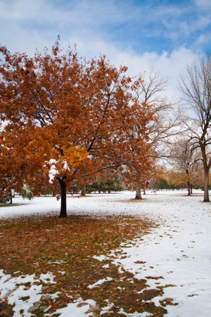 Maple Tree After Fresh Snow in Autumn