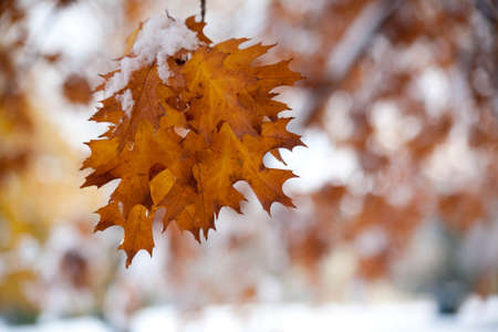 Snow Covered Maple Leaves in the Autumnの写真素材