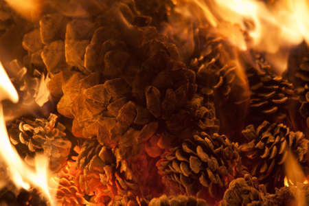 Pine Cones Burning in a Fireの写真素材