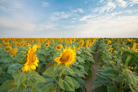 Sunflower Fields in Summerの写真素材