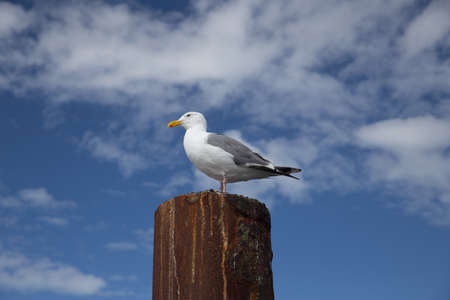 Seagull on Rusted Metal Piling with Blue Sky and White Puffy Cloudsの写真素材