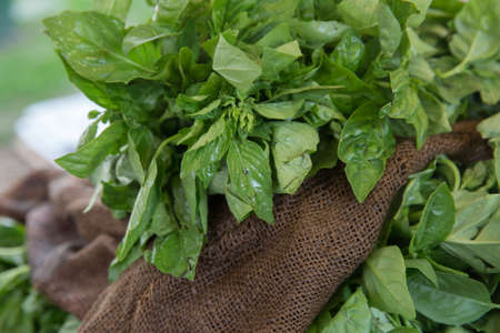 Fresh Organic Sweet Basil in a Burlap Bagの写真素材