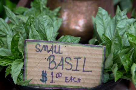 Small Organic Basilの写真素材