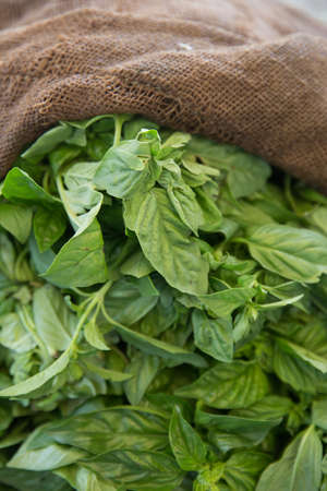 Fresh Organic Basil Herbs in Hemp Bagの写真素材