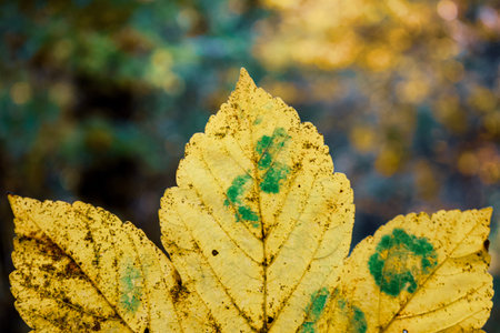 Brown autumn leavesの写真素材