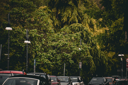 cars and trees in the cityの写真素材