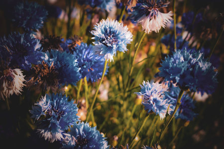 blue flowers in the garden