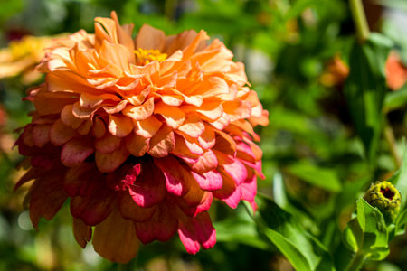 orange dahlia flowerの写真素材