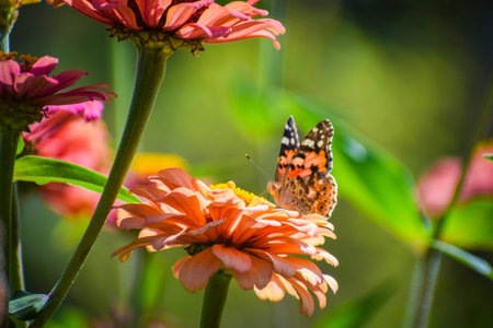 A garden full of butterflies and flowers