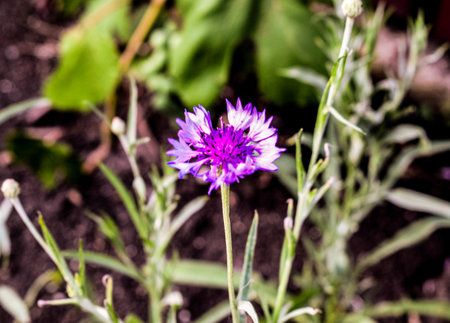 flowers in the garden