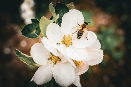 Spring pink and white flowers and a little bee