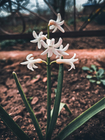 Spring flowers in the gardenの写真素材