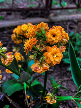 The orange and yellow flowers in the garden