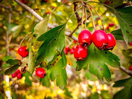 The red berries in the autumn, red berries on a branch