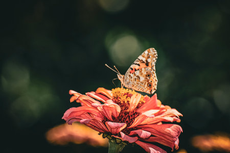 admiral butterfly on a flowerの写真素材