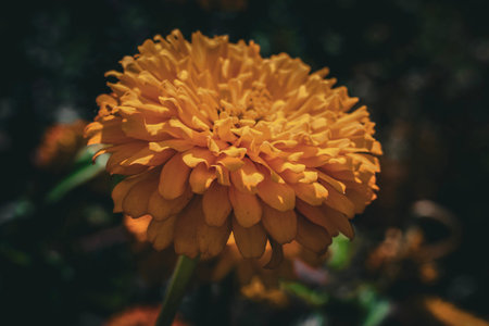 Yellow flower in the garden