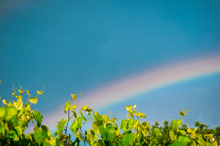rainbow in the skyの写真素材