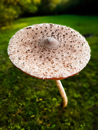 big mushroom in the forest