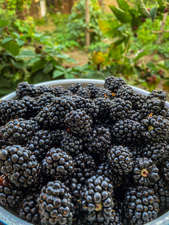 the blackberry on the ground