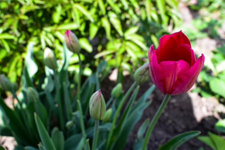 Tulips in the gardenの写真素材