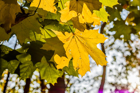 Autumn leaf and autumn vibe