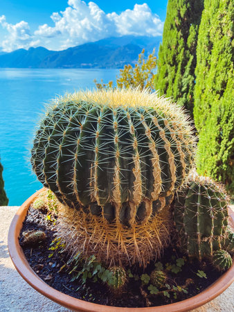 Lake Como, Italy, cactus in a potの写真素材